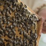 David Behrend und seine Bienen