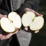 Obstbaumwart Marcel Kronenberg Apfel