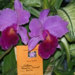 Orchi_Cattleya-Floralies-Triumpf_Currlin