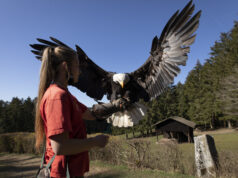 Greifvogelstation Hellenthal: Tierpflegerin Jenny Niesters auf Augenhöhe mit einem Weißkopfseeadler