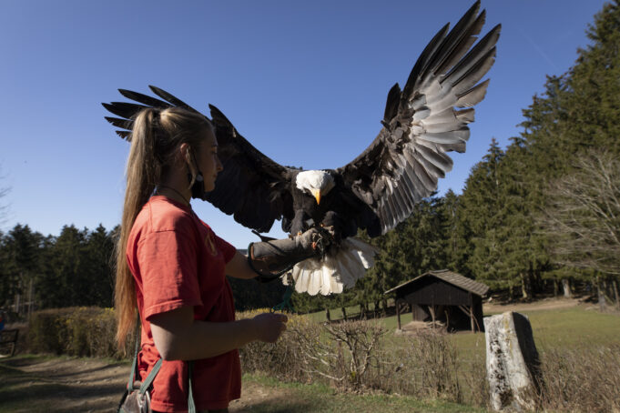 Greifvogelstation Hellenthal: Tierpflegerin Jenny Niesters auf Augenhöhe mit einem Weißkopfseeadler